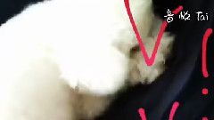 世勋更新INS视频一则 vivi躺在枕头上 我躺地板上