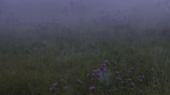 夜色这样的特别【野花】Richard Clayderman