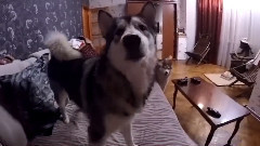 Хаски психанул Husky Freaked Out