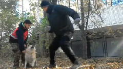 Акита. Тренировка по защите.