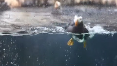 PETA亚洲善待动物组织