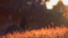 夜色这样的特别【梦中的婚礼】Richard Clayderman