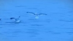 闫学晶,影视原声 - 欢乐的海