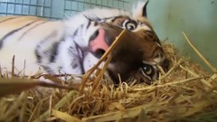 Tigers About The House