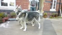 The Joys Of Owning A Direwolf (Northern Inuit)............ DSNERV