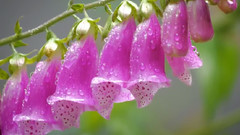 鸟语花香 聆听大自然之声