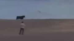 Funny Videos Bulls vs People Full Enjoyment