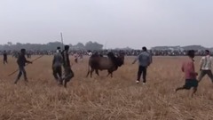 Bull fight biswanath
