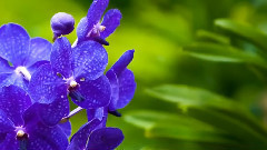 爱的世界只有你