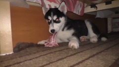 Как Радуются ХАСКИ