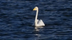 巴音布鲁克的天境之灵