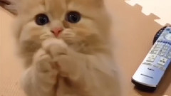 29个小萌猫集锦