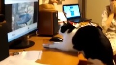 IT行业的喵星人搞笑集锦