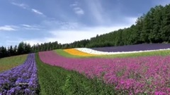 Michel Pépé - La Fête Nuptiale