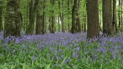 Yanni - A Thought of Spring