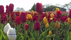 Yanni - One Man's Dream