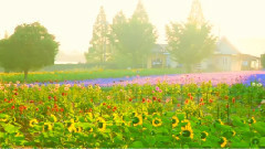 陪我走过四季的春风