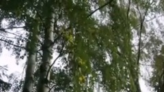 白桦林 俄罗斯民歌 马特维也涅科