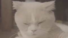 影视原声 - 《ねこあつめの家》