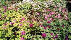 唯有牡丹真国色,花开时节动京城-三门峡市牡丹苑游记