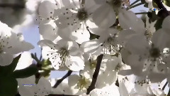 Giovanni Marradi - Always