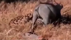 A Maioria Dos Ataques De Javalis Selvagens