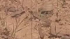 Th t kinh hoàng ! R n c t n c ng chim i bàng non , cái k t r t áng cho vua b u tr i