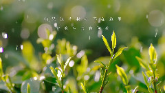 民乐群星,风景,音乐短片,轻音乐,乐动城市 - 龙坞问茶诗