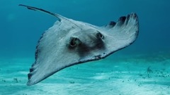 10 Most Dangerous Ocean Inhabitants