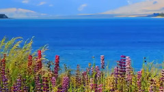 水边的阿狄尼娜