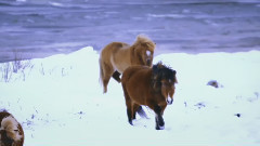 Siv Jakobsen - Like I Used To