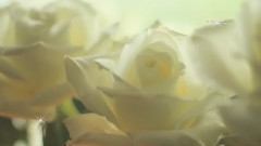 White. The Color Of Time