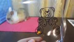 КРОЛИК БАФФИ И ЗНАЧКИ ДЛЯ ЖЕЛЕЙНОГО МЕДВЕДЯ ВАЛЕРЫ! НЕОБЫЧНАЯ ПОСЫЛКА ДЛЯ ЖЕЛЕЙНОГО МЕДВЕДЯ ВАЛЕРЫ