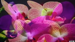 Omar Akram - SECRET JOURNEY