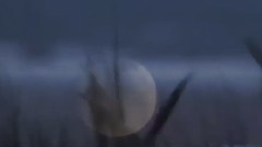 Omar Akram - Dancing With The Wind