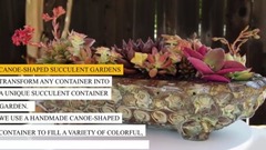Canoe Shaped Succulent Gardens独木舟多汁的花园
