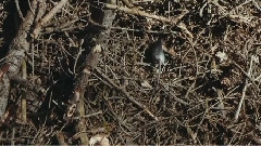 Alt-J - In Cold Blood