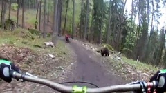 Bear On The Bikepark Malino Brdo SLOVAKIA