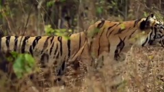 3 Tiger vs Black bear