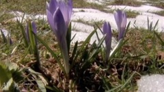 梦的春天 Dreaming of Spring(放松 舒缓的音乐 Relaxing Soothing Music)