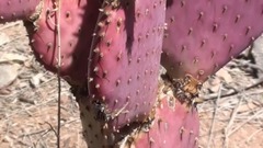 Purple Prickly Pear Cactus in Arizona - April 2012