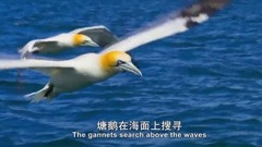 海豚与塘鹅的完美海空配合