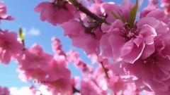 Yanni,音乐短片 - One Man's Dream