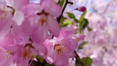 The Wonders Of Spring