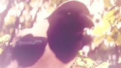 朱丽叶与罗密欧