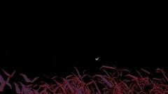 幻想曲2000:贝多芬《第五交响曲(命运)》片段