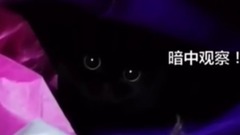 正在执行任务的王牌特工 间谍猫