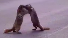 两只在大马路上掐架的土拨鼠