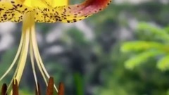 Cyclops Goat Born In India National Geographic