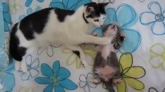 Anne Kedi Uyuyan Yavrusunu Rahatlat yor zlesene